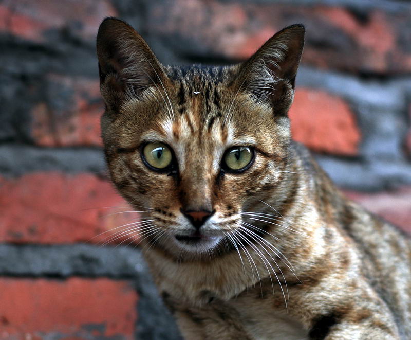 CAT 摄影 长在慈湖