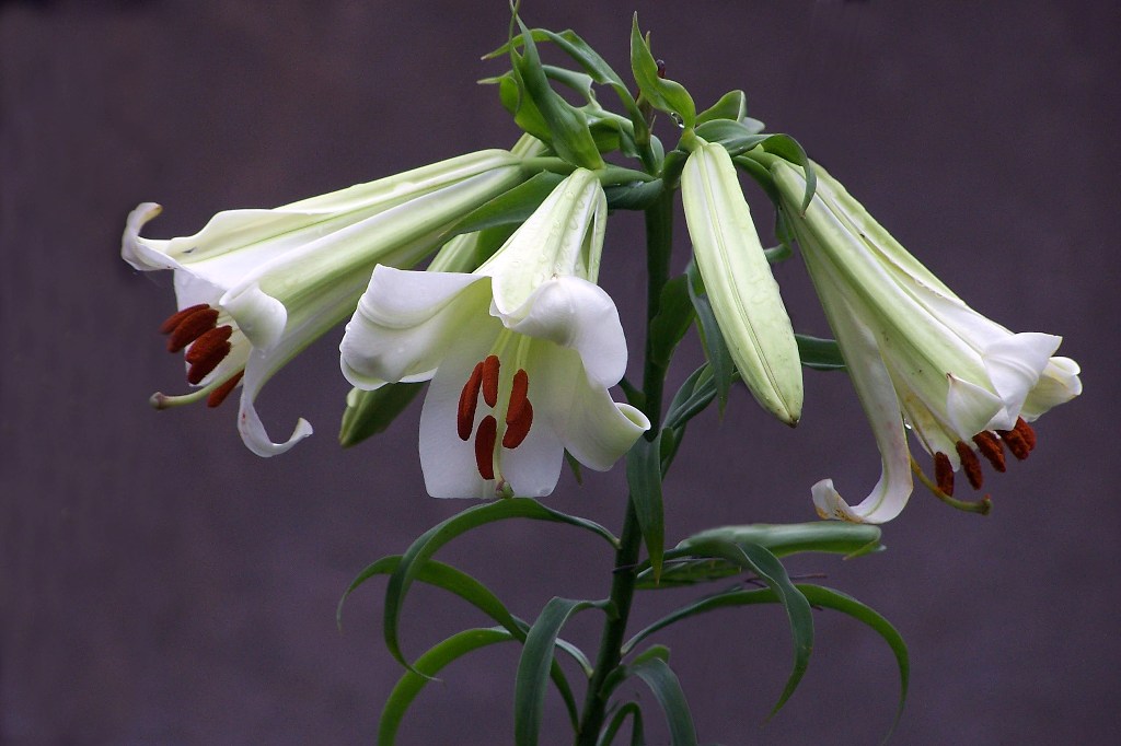 百合花 摄影 天地山水