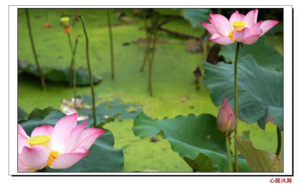 芙蓉仙子 摄影 心随风舞