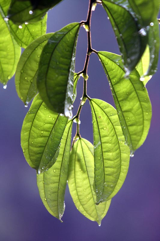 leaf 摄影 葉鍾華