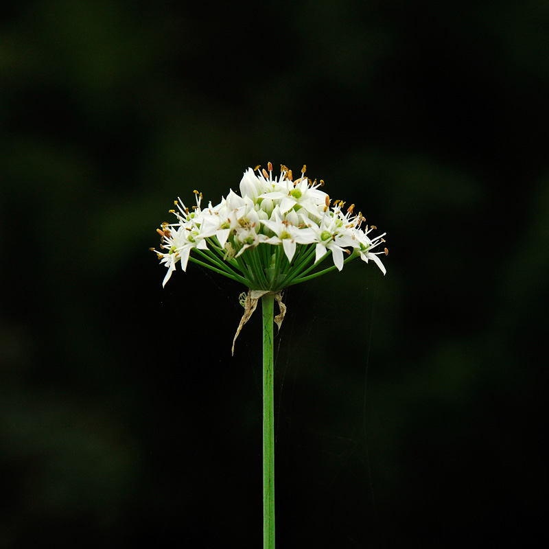 韭菜花 摄影 耕耘人