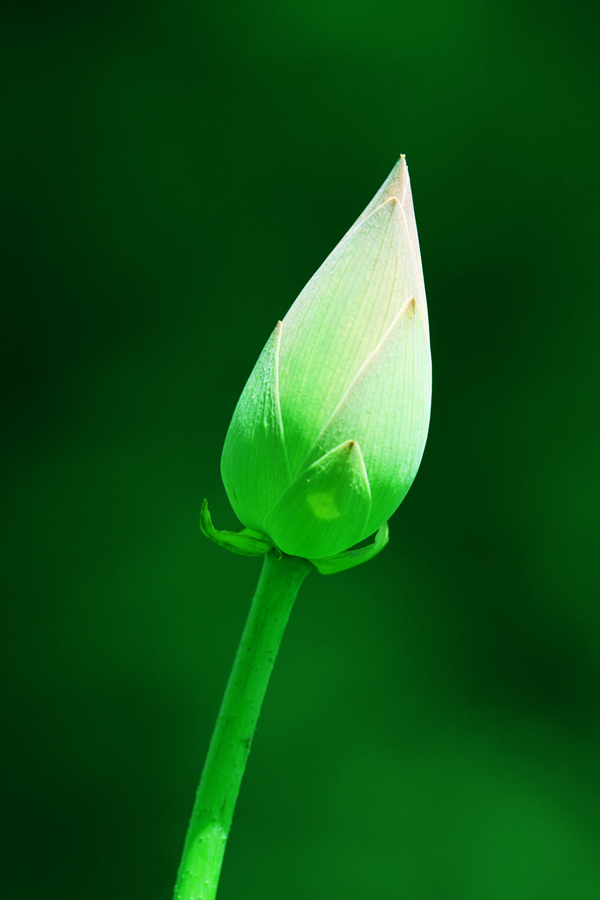 孤独有（藕） 摄影 liugengpeng