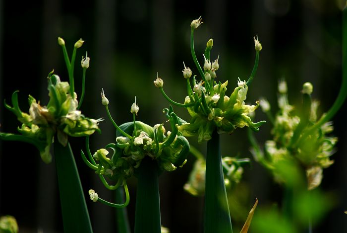 葱花 摄影 柳花