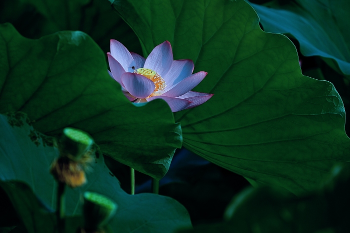 花开的时候 摄影 流云飘渺