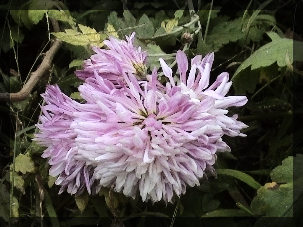 菊花 摄影 快乐就是健康