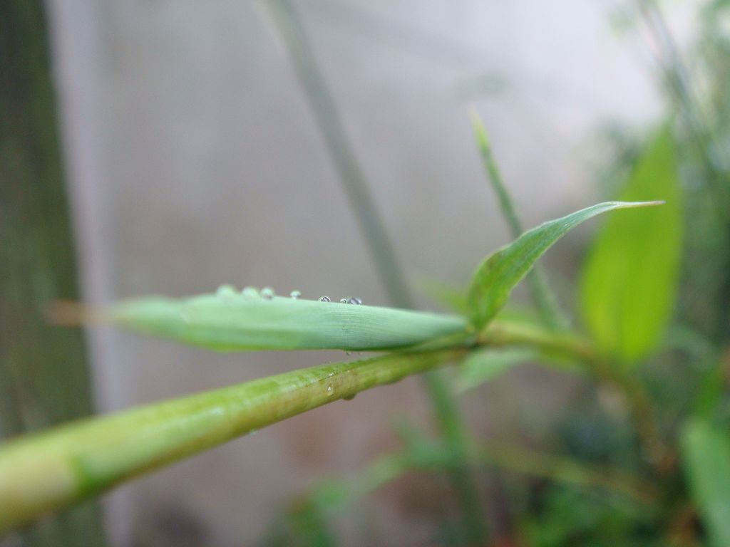 竹尖上的雨珠 摄影 onlyna10