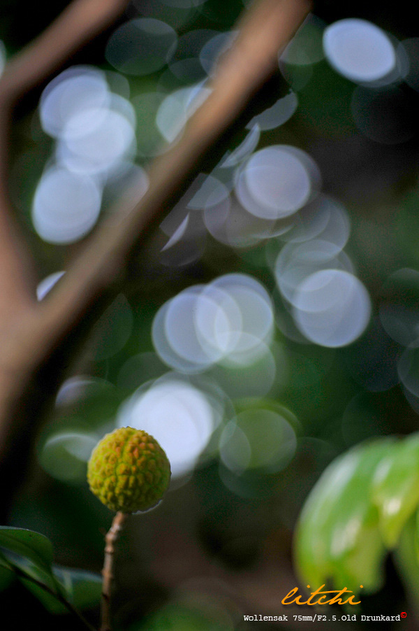 litchi 摄影 老醉