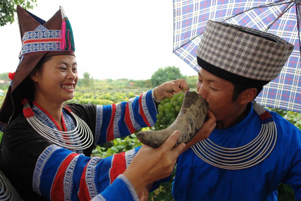 葡萄下酒 摄影 申时进