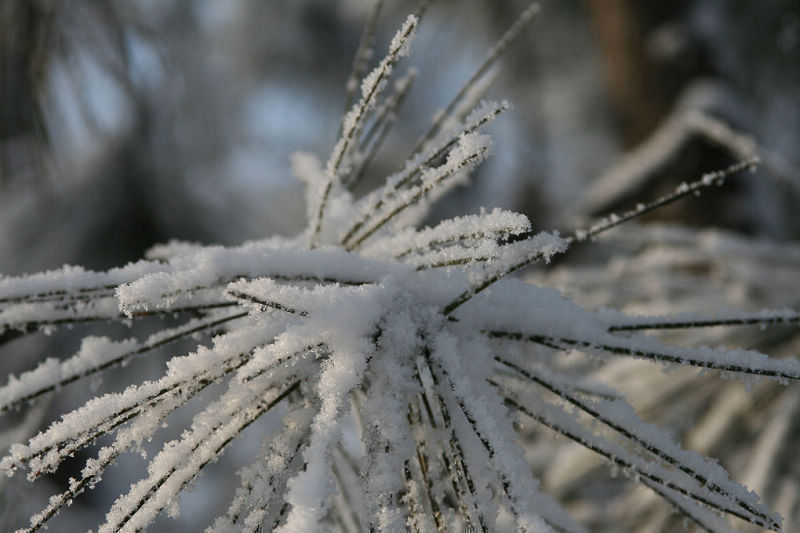 雪的手指 摄影 上谷鹰