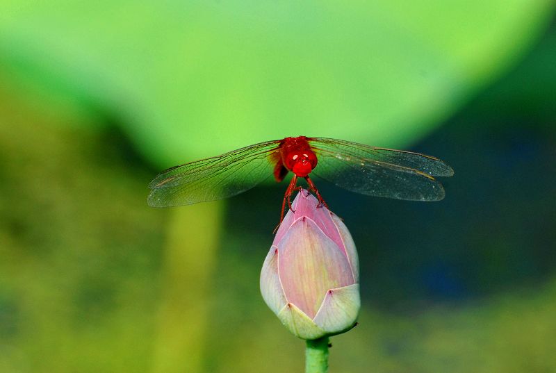 蜻蜓 摄影 aobentai