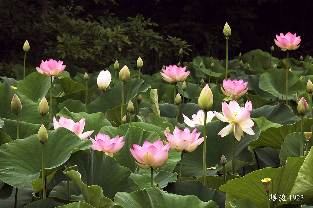 莲花盛开的季节 摄影 摆渡1923