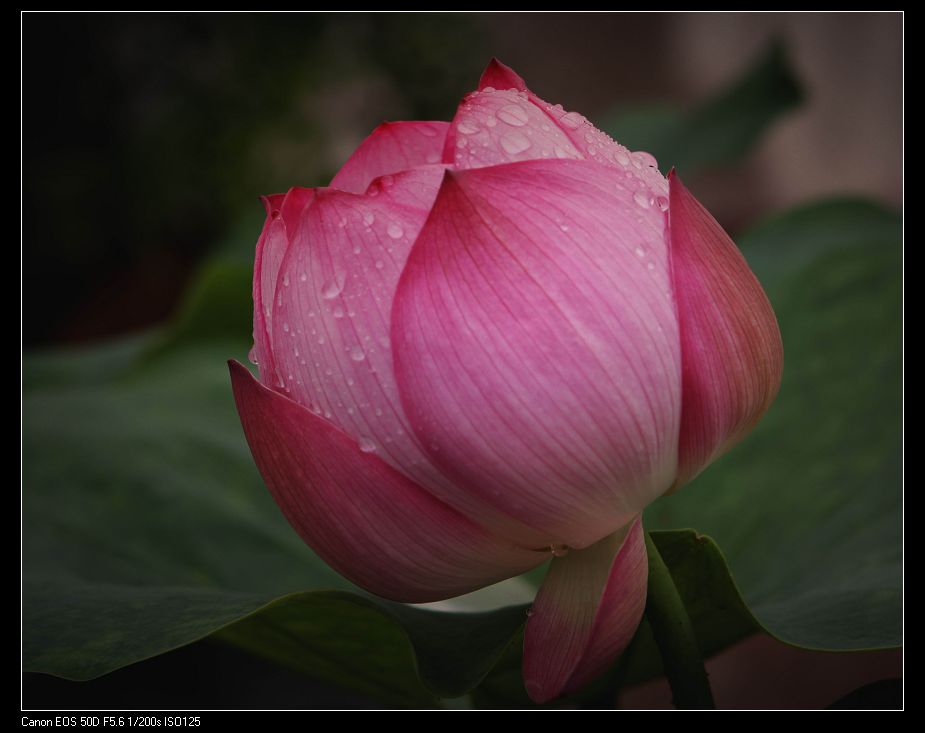 雨中待放 摄影 秋叶飘红时