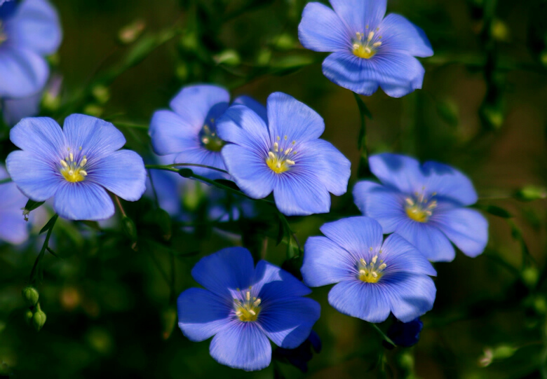 山野紫花 摄影 bjflower