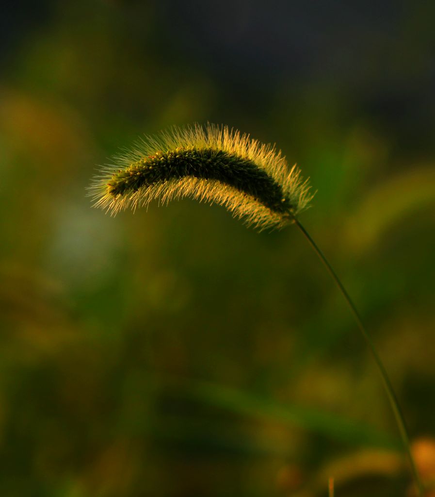 夕阳下的毛毛草 摄影 感受美丽