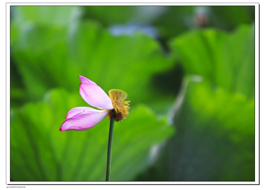 绿肥红瘦 摄影 浪花滔天