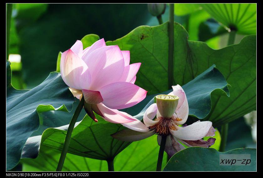 伴君 摄影 追花人