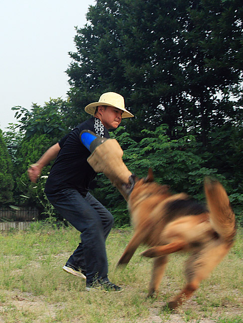 警犬训练 摄影 小猫钓鱼