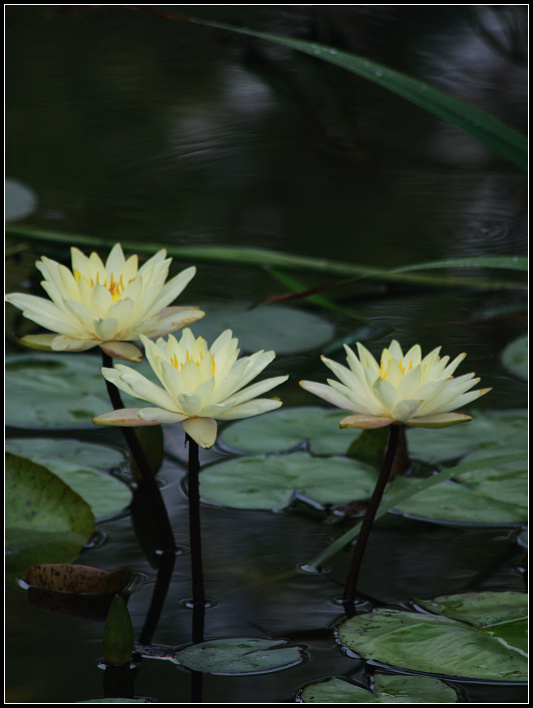 莲花 摄影 广义