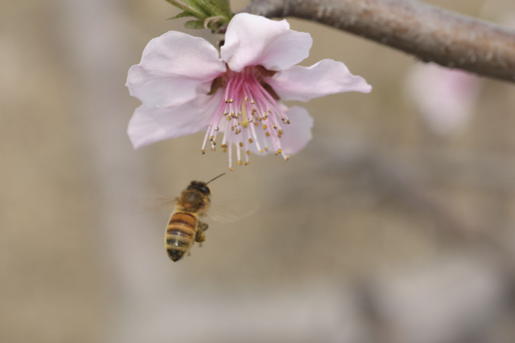 蜜蜂 摄影 石榴树