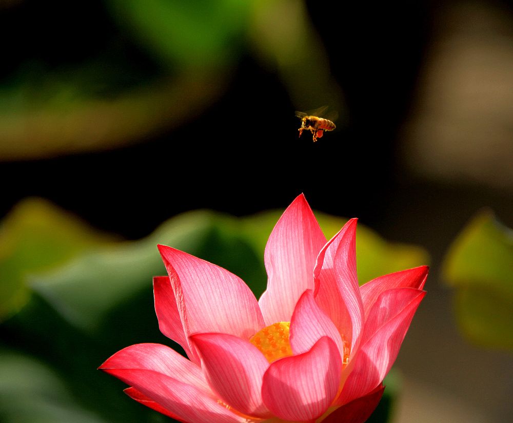 花季 摄影 三人