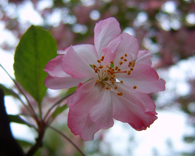 花枝俏 摄影 红后代