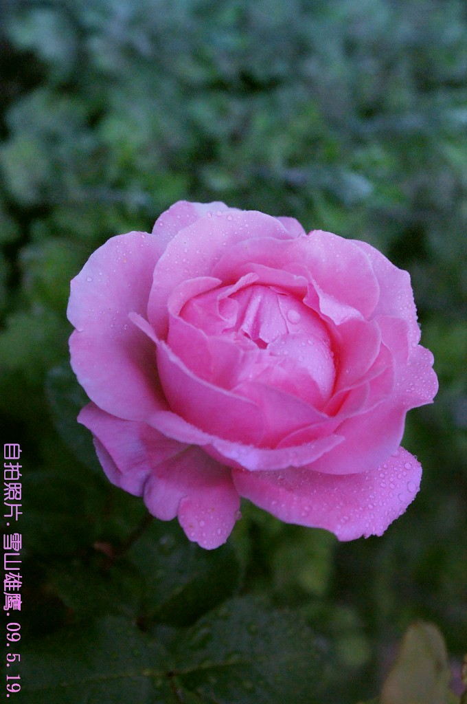 雨后花蕾 摄影 高山流水1