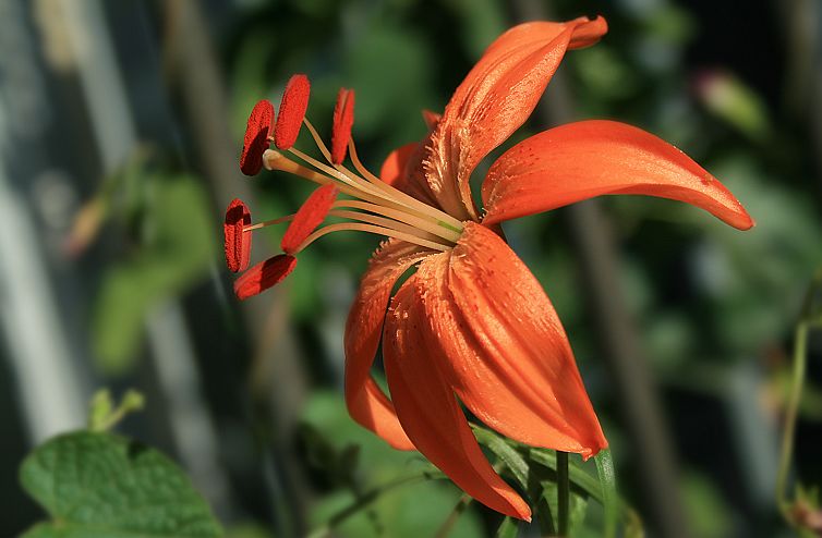 百合花开 摄影 月儿湾湾