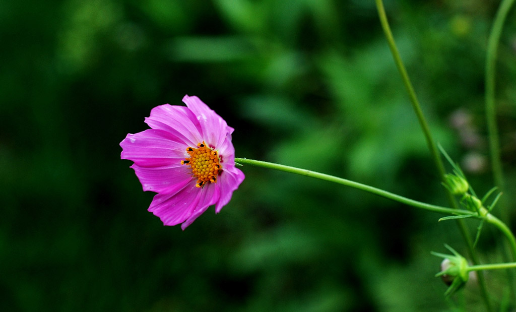 小花 摄影 快乐的小虎