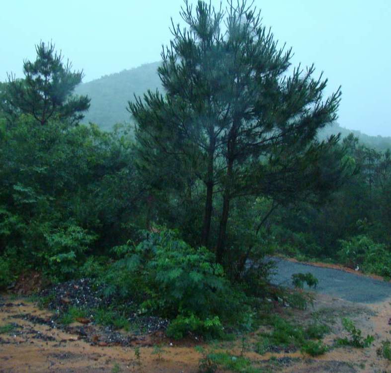 巢父山庄23.夏雨 摄影 A紫气东来