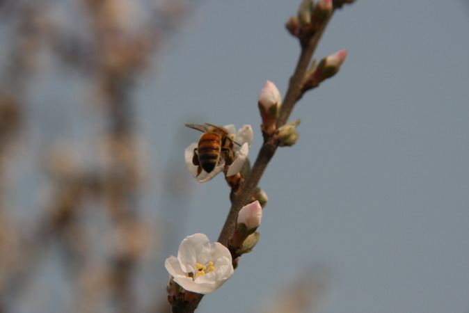 甜蜜蜜 摄影 蔡金祥