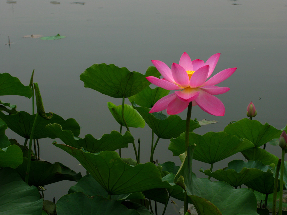 荷花 5 摄影 zhaoyanhong