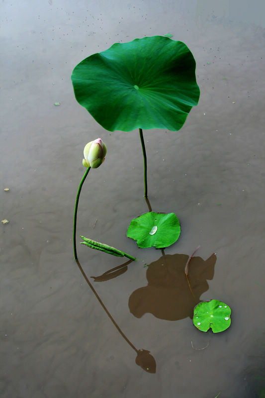 荷韵 摄影 小城流浪者