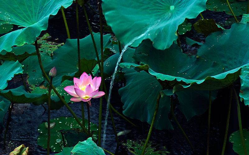 落花流水 摄影 喜欢乱来