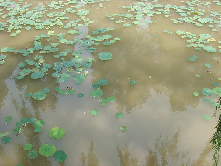 夏池 摄影 涉水寻湖