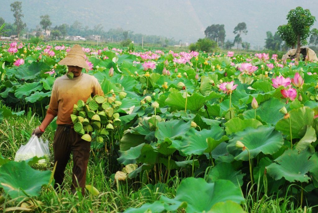 满载的养荷人 摄影 摁彩