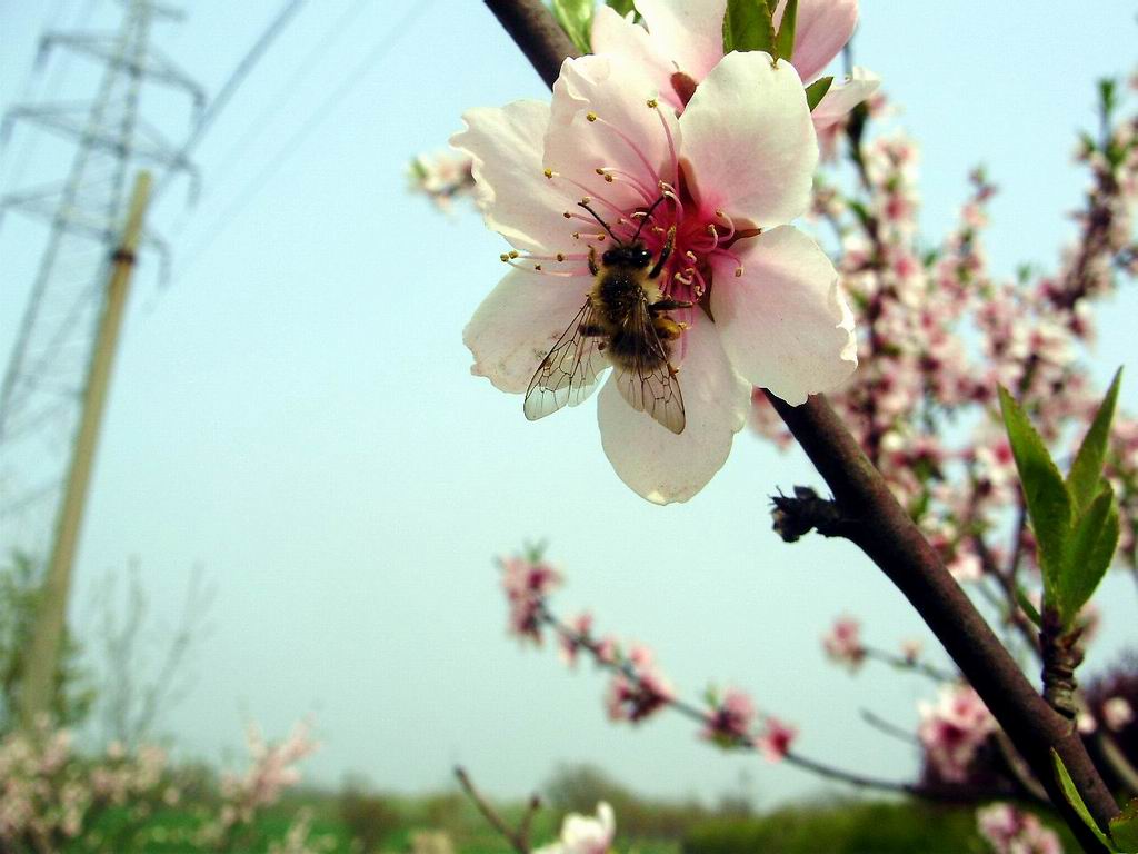 小蜜蜂 摄影 岸岸