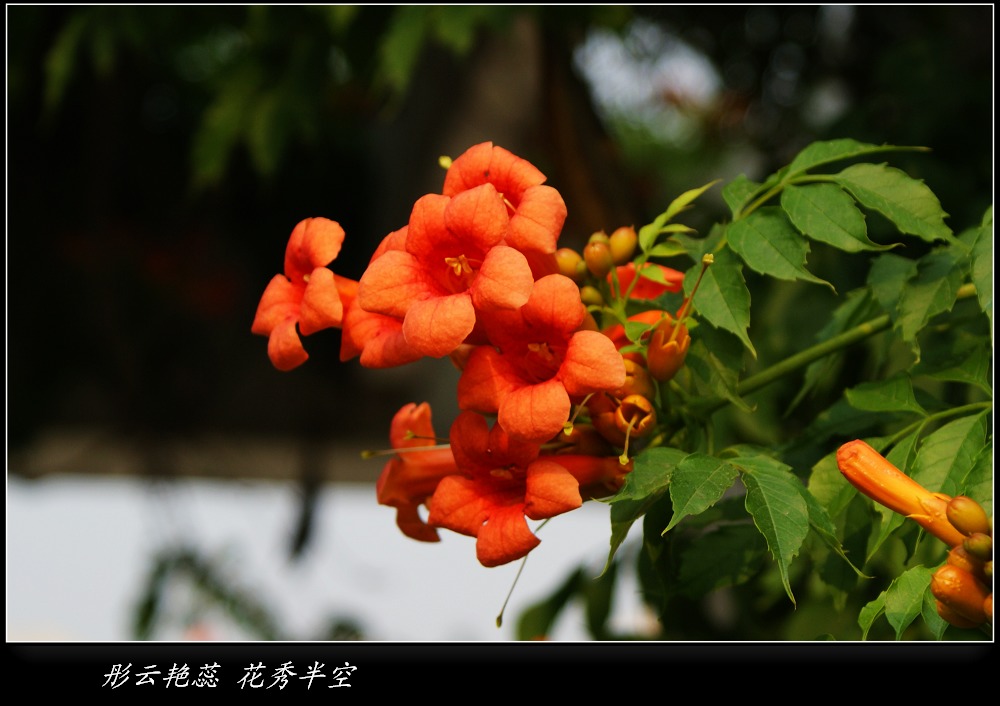 彤云艳蕊 花秀半空 摄影 云水僧