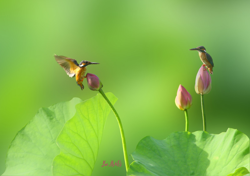 花鸟图 摄影 lhl伯爵