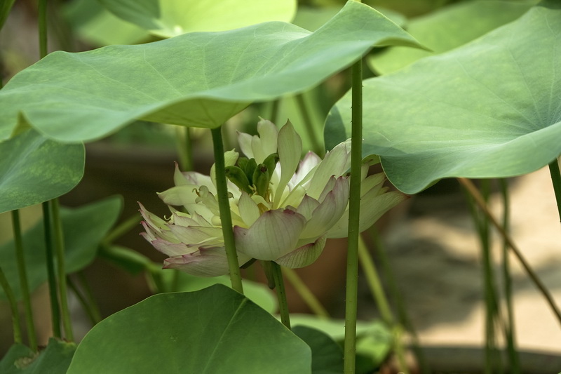 避暑 摄影 勤学