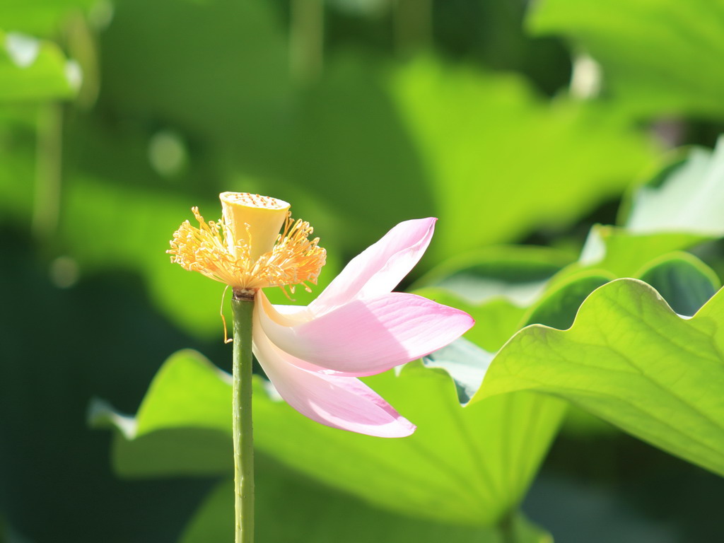 虽败犹荣 摄影 蒿子