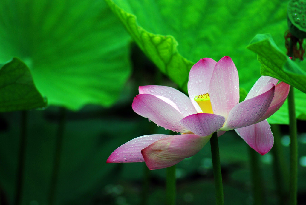 雨后莲花 摄影 快乐的小虎