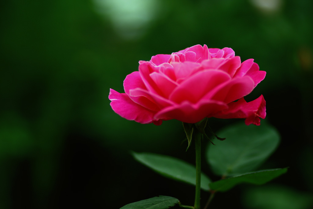 花卉 摄影 雨好