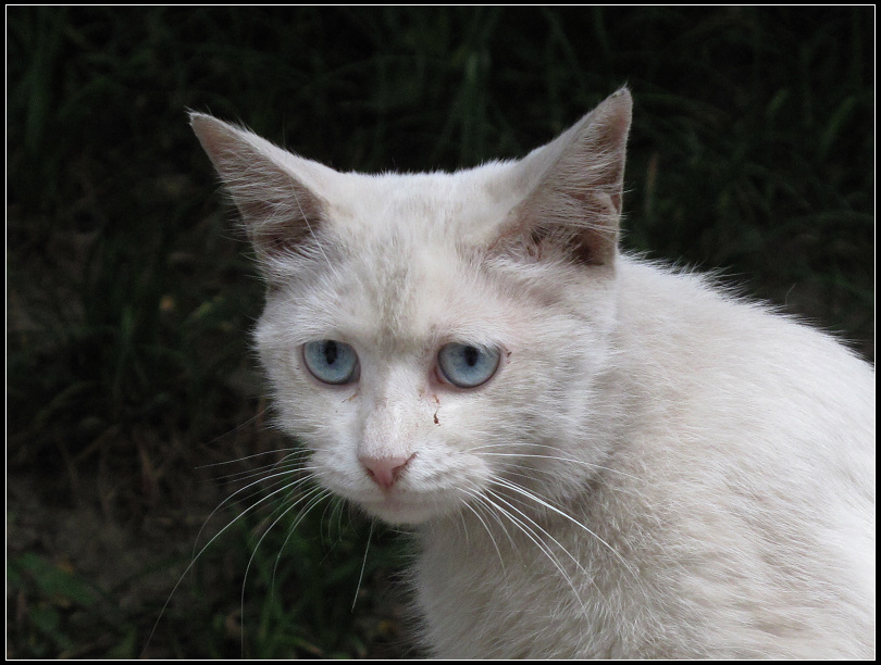 流浪猫咪 摄影 梦林夕