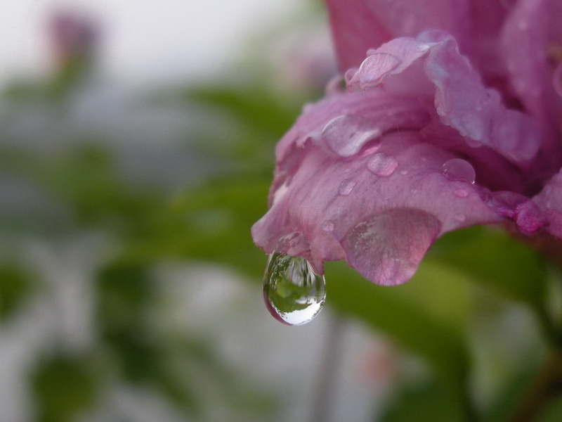 花的眼泪 摄影 靓晴