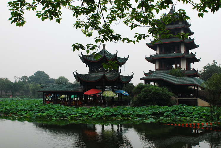 桂湖既景 摄影 石峰子