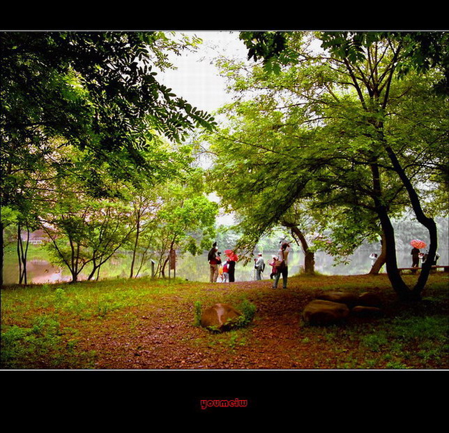 观景---绿之春 摄影 优美旺