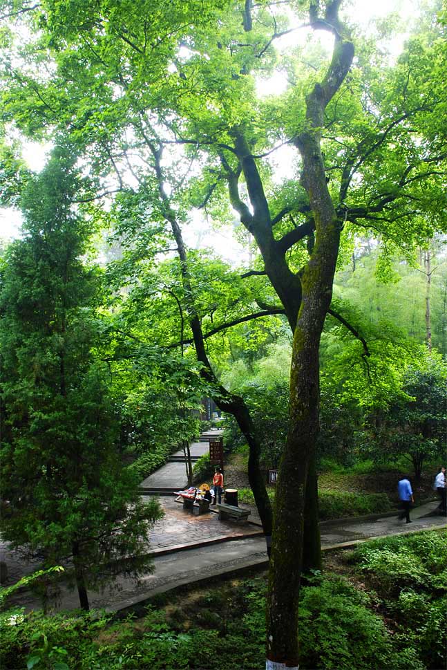 雨湿林道 摄影 禾子