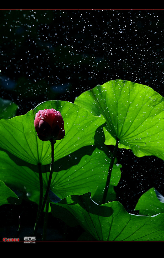 雨荷 摄影 小鸡看草原