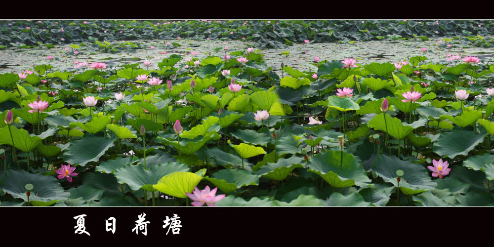 夏日荷塘 摄影 清江浦