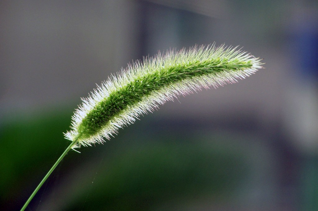 狗尾草 摄影 天地山水